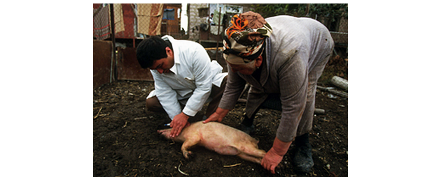 Peste porcine africaine : Création d’une commission interministérielle chargée de travailler pour éviter la réintroduction de la maladie en Haïti